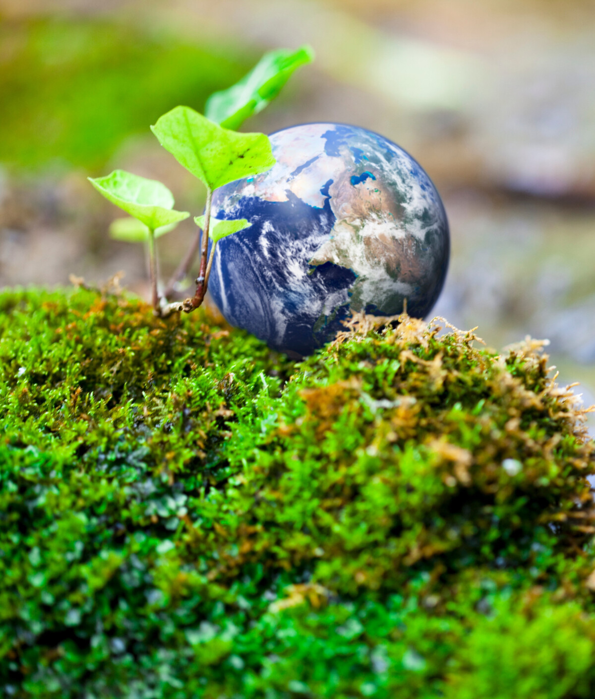 Earth globe resting on green moss with a sprouting plant — symbolizing ESG and climate disclosure services